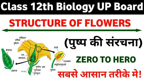 L 1 Structure Of Flowers पुष्प की संरचना Class 12th Biology