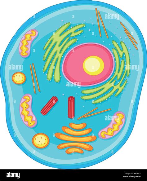 Schéma De La Cellule Animale En Couleurs Illustration Image Vectorielle