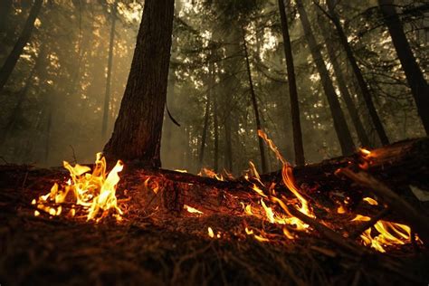 Thousands In Fort Nelson B C Ordered To Evacuate As Wildfire