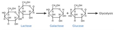 The Lactose Operon Flashcards Quizlet