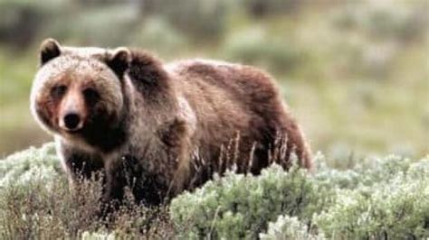 Grizzly destroyed after stalking hikers | CBC News