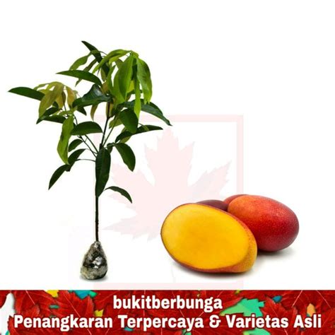 Jual Tanaman Buah Mangga Yuwen Di Lapak Bukitberbunga Bukalapak