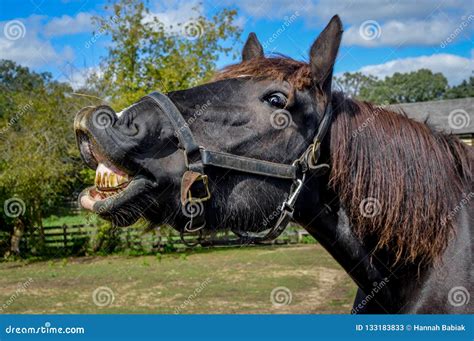 Toothy Horse Showing His Dirty Teeth Stock Image Image Of Farming