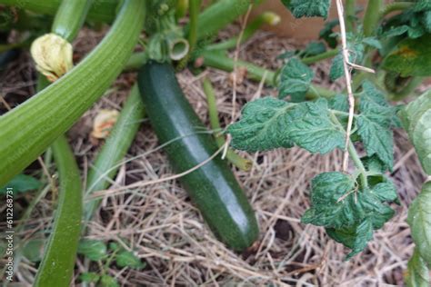 Como Plantar Calabacin En El Huerto Urbano Cultivo Del Calabacin