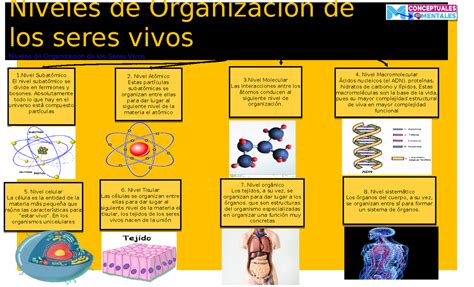 Niveles De Organización Seres Vivos Niveles De Organización De Los Seres Vivos Niveles De