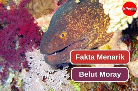 6 Fakta Menarik Tentang Belut Moray Entertainment