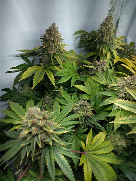 Royal Queen Seeds Special Kush 1 Grow Journal Week15 By TheQuibbler