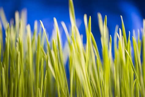 Fresh Green Wheatgrass Texture Natural Background Stock Photo Image