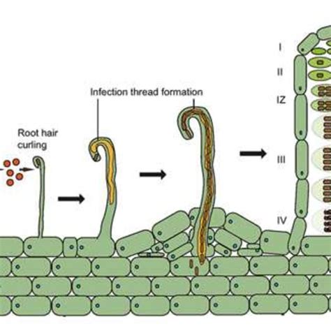 Pdf Molecular Basis Of Legume Rhizobium Symbiosis