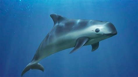 Petition · Save the Vaquitas - United States · Change.org