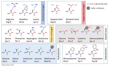 What Is The Difference Between Hydrophobic And Hydrophilic Amino Acids Pediaacom