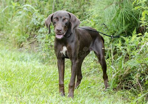 褐巧克力色weimaraner尖被混合的品种狗 库存照片 图片 包括有 男性 指针 舌头 阉割 棕褐色 98035658