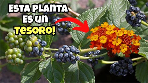 Limpia Tus Ri Ones Si Tienes Esta Planta En Tu Hogar Cu Dala Muy Bien