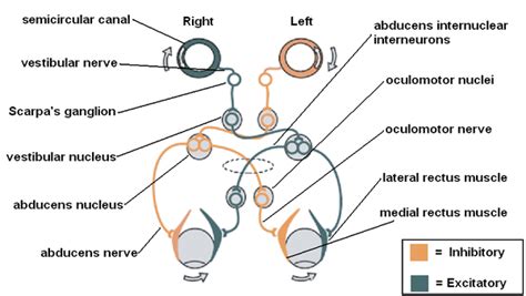 Vor Vestibular Images Vestibulo Ocular Reflex VOR Edit