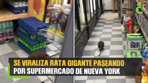 Se Viraliza Rata Gigante Paseando Por Supermercado De Nueva York