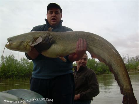 PESCA DEL SILURO EN EL EBRO PESCA CON GUÍA DE SILUROS AL LANZADO EN EL