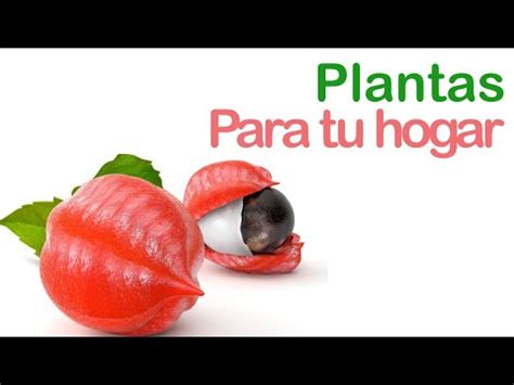 Plantas Medicinales Imprescindibles En Tu Hogar YouTube