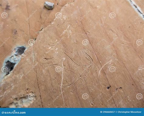 Tende Bronze Age Rock Engravings Carvings Or Petroglyphs Of Bulls In