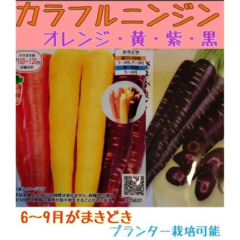 カラフルニンジン 野菜種 家庭菜園 にんじん プランターの通販 By きのこs Shop｜ラクマ