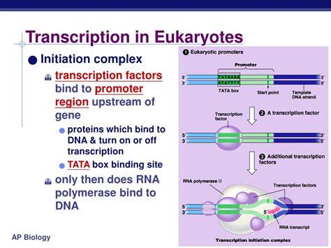 Ppt Chapter 17 Powerpoint Presentation Free Download Id8750789