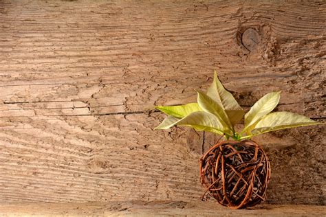 Banco De Imagens árvore Ramo Plantar Madeira Folha Flor