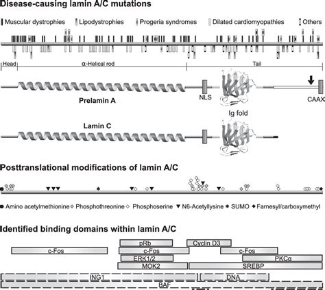 Figure 1 From Lamina Independent Lamins In The Nuclear Interior Serve