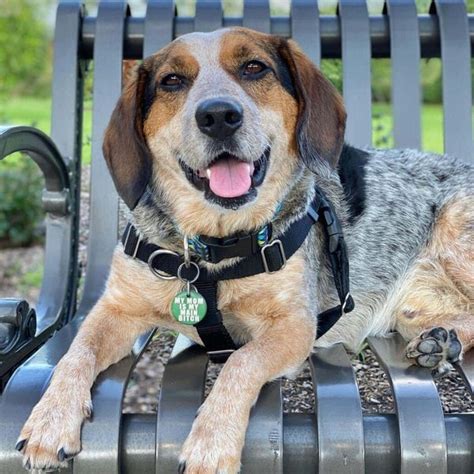 Australian Cattle Dog Beagle Mix