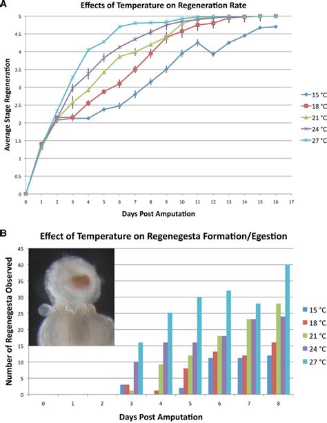 A staging system for the regeneration of a polyp from the aboral physa ...