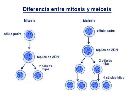 imagen de un mapa mental sobre la división celular Mitosis y Meiosis