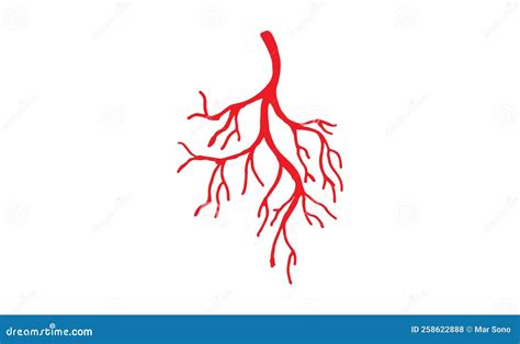 Human Veins and Arteries Illustration Stock Vector - Illustration of ...