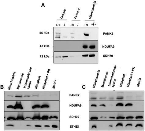 Mitochondrial Localization Of Murine Pank2 Protein A Western Blot