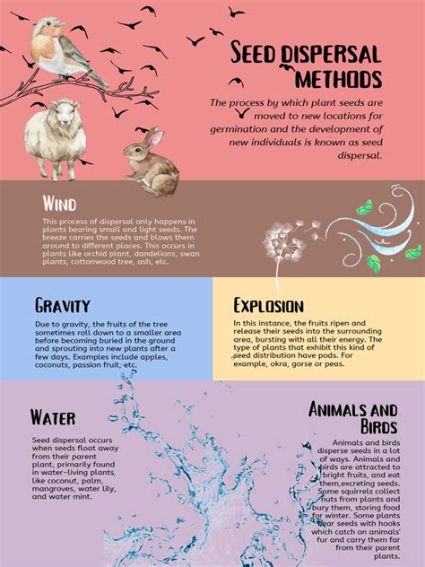 Seed Dispersal Methods Poster | PDF | Seed | Fruit