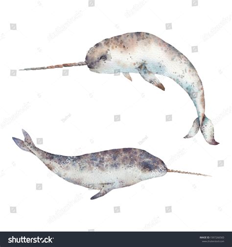 Narwhal Drawing Realistic Narwhals are not whales they are porpoises ...