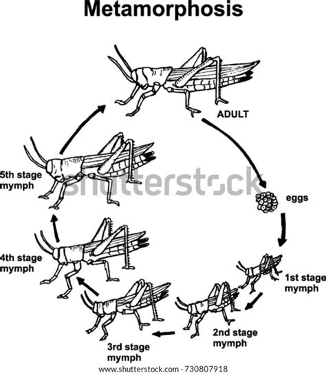 Grasshopper Metamorphosis Stock Photos and Pictures - 522 Images ...