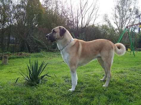 Anatolian Shepherd - Wikipedia