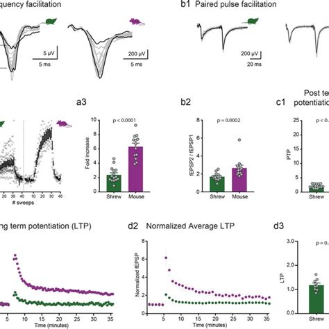 Ca Schaffer Collateral Synapse In The Shrew And Mouse A Field Epsp