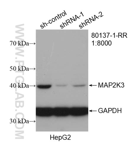 Map2k3 Antibody 80137 1 Rr Proteintech 武汉三鹰生物技术有限公司