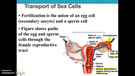 Ch 23 Pregnancy Growth And Development Part 1 Youtube