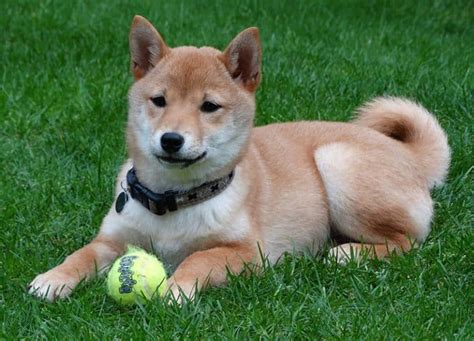 250+ Shiba Inu Names - [The Ultimate List] - My Dog's Name