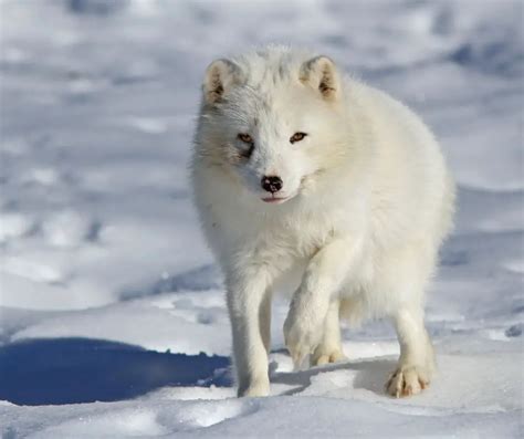 Arctic Fox Facts for Kids - KonnectHQ