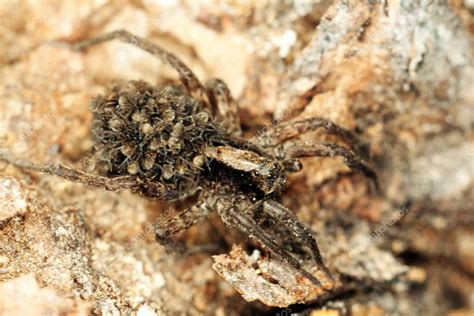 Baby Wolf Spiders