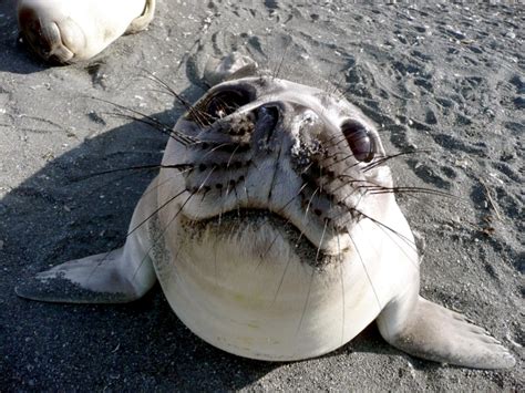 Ross Seal – "OCEAN TREASURES" Memorial Library