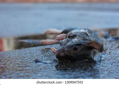 Drowned Rat Images, Stock Photos & Vectors | Shutterstock