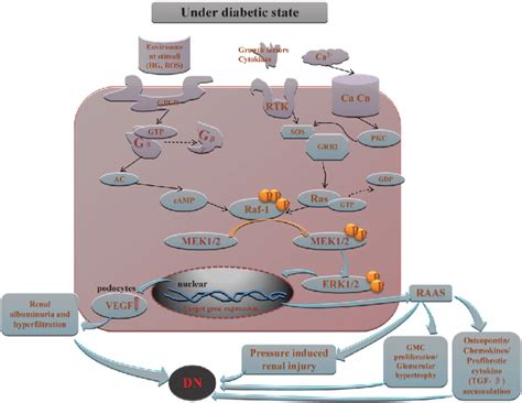 Extracellular Signal Regulated Kinase Erk Signalling Transduction