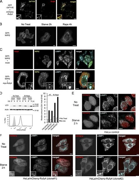 Rufy Colocalizes With Ptdins P Enriched Domains And Promotes The