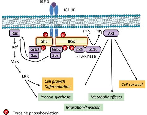 Igf 1r Kinase Dependent Signaling Pathways Igf 1 Or Igf2 Binding To