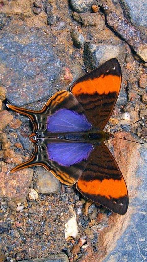 Fotos De Borboletas Lindas - Pin de Becky Jean em butterflies | Lindas borboletas, Fotos de ...