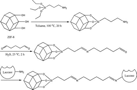 Schematic Representation Of Covalent Immobilization Of Laccase Onto Zif