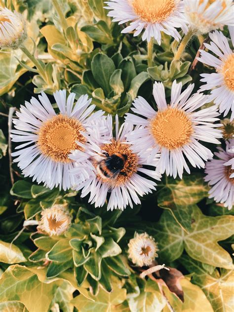 Building Bee Habitats | Earth Rangers Homeroom