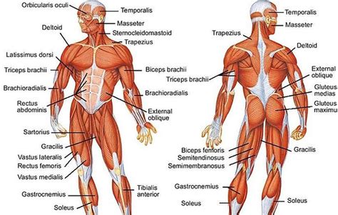 The Muscular System Deep Layers Back Laminated Anatomy Chart Lupon